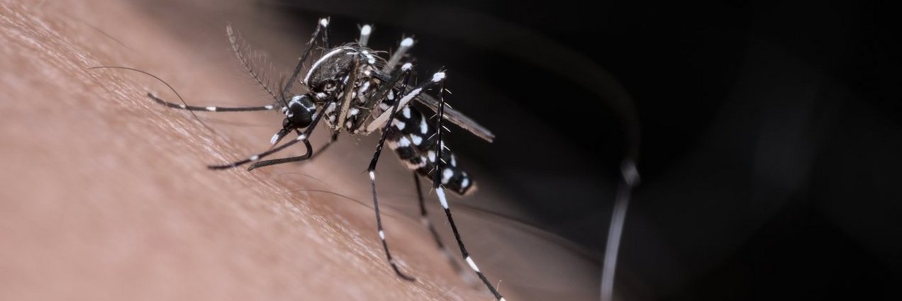 Asiatische Tigermücke Asiatische Tigermücke sticht einen Menschen in den Arm