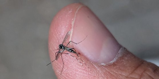 Asiatische Tigermücke Eine getötete Asiatische Tigermücke auf dem Finger des Finders abfotografiert.