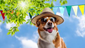 Ein hechelnder Hund mit Sonnenbrille und Sonnenhut vor strahlend blauen Himmel