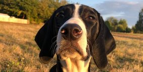 Ein schwarz-weißer Hund auf einer Wiese sitzend